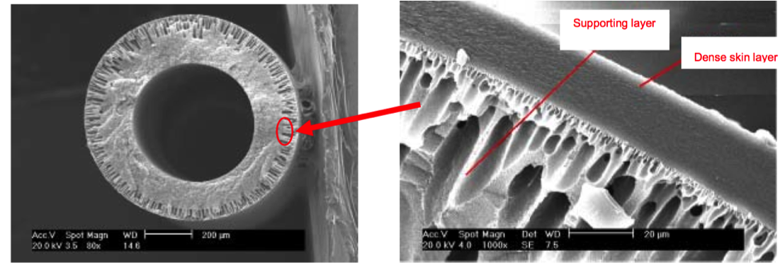 Micro structure of membrane fiber